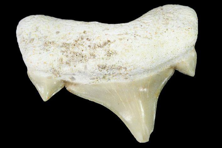 Pathological Shark (Otodus) Tooth - Morocco #108257